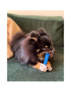 Juguete Dental Nylabone Flexi Chew Sabor Pollo Pequeño 2