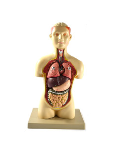 Modelo de Torso Humano Eisco 43cm con Órganos Removibles