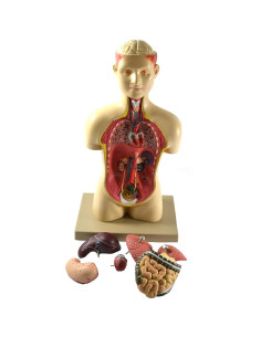 Modelo de Torso Humano Eisco 43cm con Órganos Removibles 2