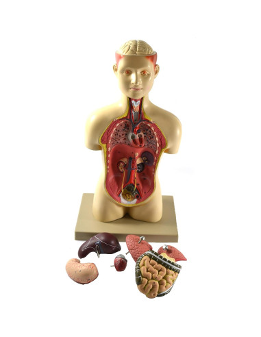 Modelo de Torso Humano Eisco 43cm con Órganos Removibles