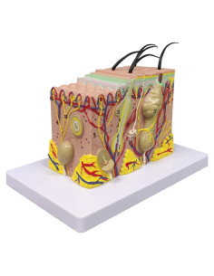 Modelo Anatómico de Piel Ultrassist 35X con Guía de Estudio