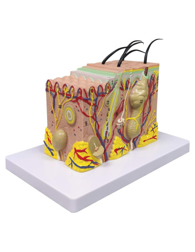Modelo Anatómico de Piel Ultrassist 35X con Guía de Estudio
