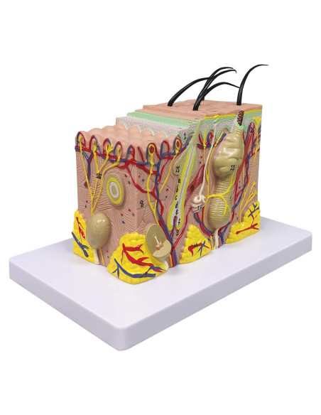 Modelo Anatómico de Piel Ultrassist 35X con Guía de Estudio