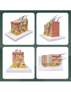 Modelo Anatómico de Piel Ultrassist 35X con Guía de Estudio 2