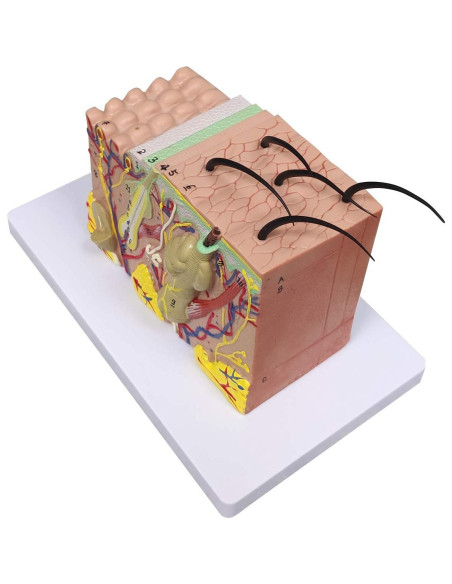 Modelo Anatómico de Piel Ultrassist 35X con Guía de Estudio