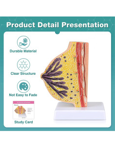 Modelo Anatómico de Mama No Lactante Ultrassist con Tarjeta de Estudio 2