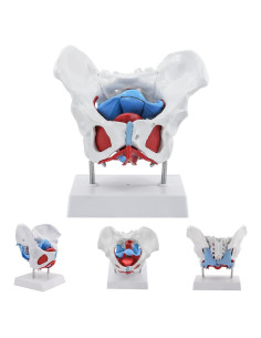 Modelo Pélvico Femenino qzzXoq 1:1 con Órganos Removibles