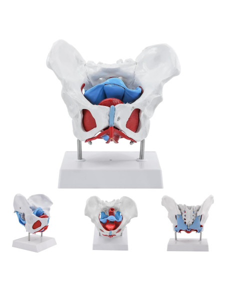 Modelo Pélvico Femenino qzzXoq 1:1 con Órganos Removibles