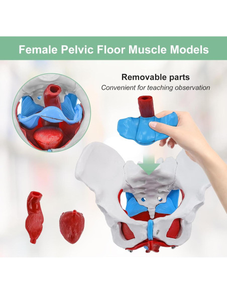 Modelo Pélvico Femenino qzzXoq 1:1 con Órganos Removibles