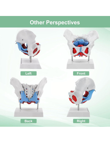 Modelo Pélvico Femenino qzzXoq 1:1 con Órganos Removibles