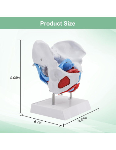 Modelo Pélvico Femenino qzzXoq 1:1 con Órganos Removibles
