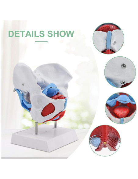 Modelo Pélvico Femenino qzzXoq 1:1 con Órganos Removibles