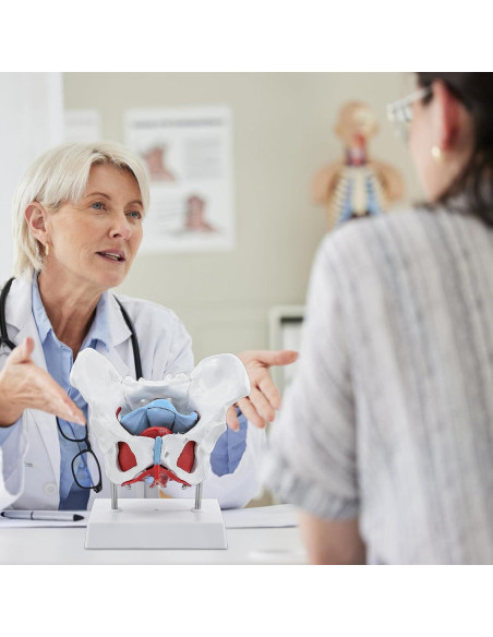 Modelo Pélvico Femenino qzzXoq 1:1 con Órganos Removibles