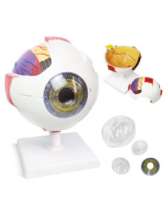 Modelo Anatómico del Ojo Humano 6X Benilev - 6 Partes