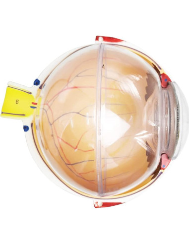 Modelo Anatómico del Ojo Humano 6X Benilev - 6 Partes