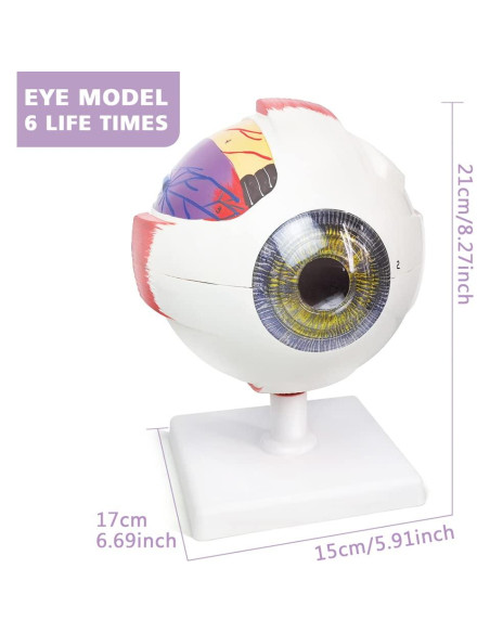 Modelo Anatómico del Ojo Humano 6X Benilev - 6 Partes Modelo Anatómico del Ojo Humano 6X Benilev - 6 Partes