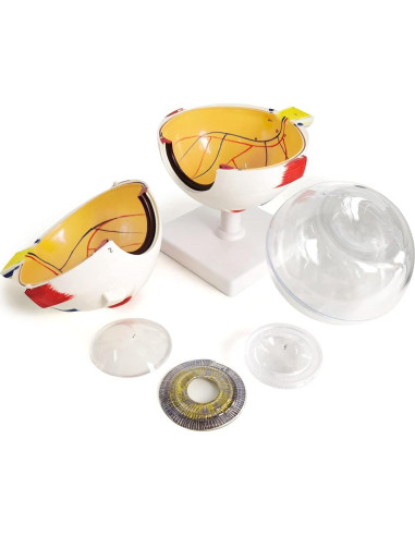 Modelo Anatómico del Ojo Humano 6X Benilev - 6 Partes