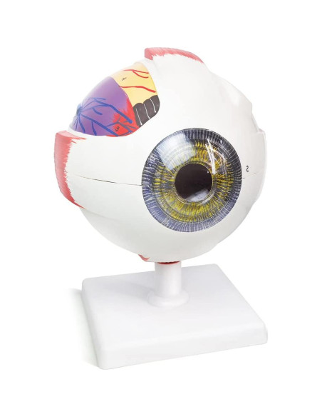 Modelo Anatómico del Ojo Humano 6X Benilev - 6 Partes Modelo Anatómico del Ojo Humano 6X Benilev - 6 Partes