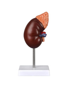 Modelo de Anatomía del Riñón Desmontable Simedutech 1:1 PVC