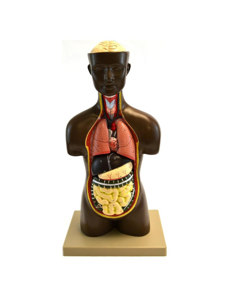 Modelo de Torso Humano Eisco Labs 50.8 cm Órganos Removibles