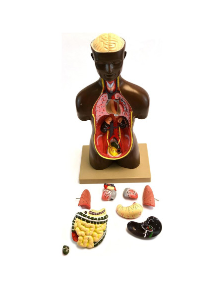 Modelo de Torso Humano Eisco Labs 50.8 cm Órganos Removibles