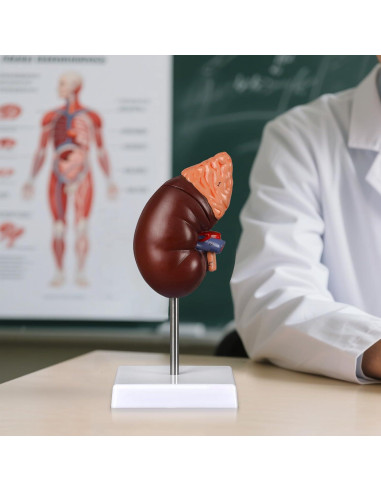 Modelo de Anatomía del Riñón Desmontable Simedutech 1:1 PVC