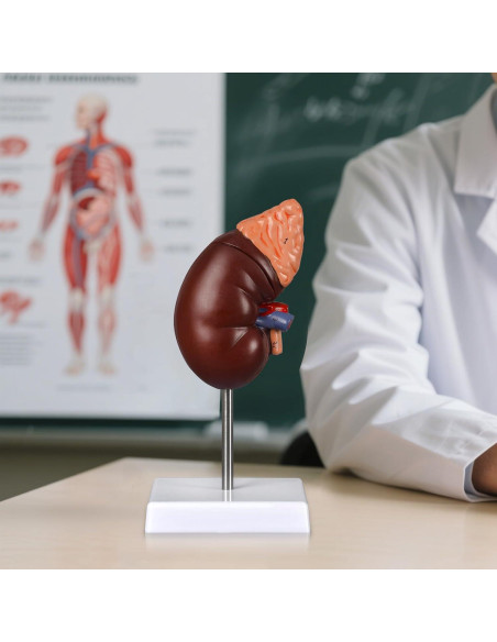 Modelo de Anatomía del Riñón Desmontable Simedutech 1:1 PVC