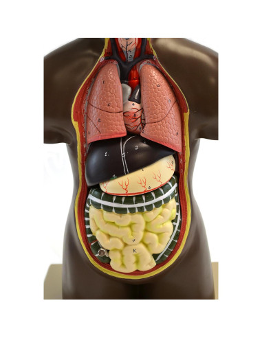 Modelo de Torso Humano Eisco Labs 50.8 cm Órganos Removibles
