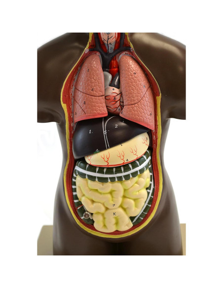 Modelo de Torso Humano Eisco Labs 50.8 cm Órganos Removibles