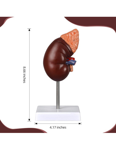 Modelo de Anatomía del Riñón Desmontable Simedutech 1:1 PVC