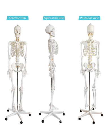 Modelo de Esqueleto Humano a Tamaño Real HADWYN 179.5 cm