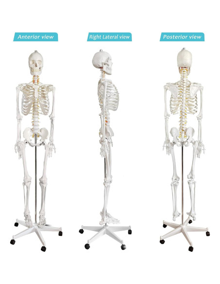 Modelo de Esqueleto Humano a Tamaño Real HADWYN 179.5 cm