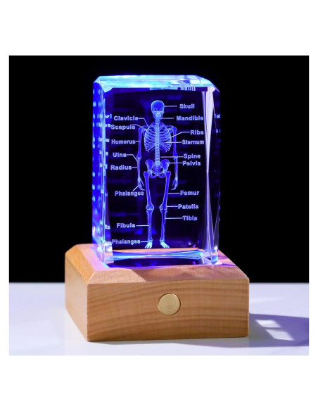 Modelo 3D de Esqueleto Humano en Cristal LED Arikyrist