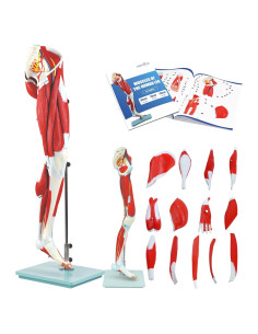 Modelo de Anatomía de Músculos de Pierna JNMFTD 114 cm 14 Partes