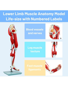 Modelo de Anatomía de Músculos de Pierna JNMFTD 114 cm 14 Partes 2