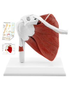Modelo de Articulación del Hombro Musculoso TYRRDE 1:1