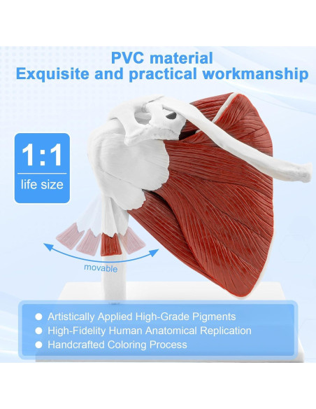 Modelo de Articulación del Hombro Musculoso TYRRDE 1:1 Modelo de Articulación del Hombro Musculoso TYRRDE 1:1