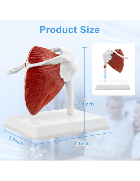 Modelo de Articulación del Hombro Musculoso TYRRDE 1:1 Modelo de Articulación del Hombro Musculoso TYRRDE 1:1