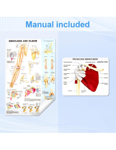 Modelo de Articulación del Hombro Musculoso TYRRDE 1:1