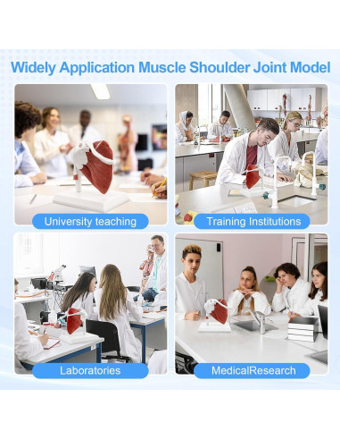 Modelo de Articulación del Hombro Musculoso TYRRDE 1:1