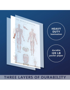 Cartel Anatómico Muscular Palace Learning Laminado Doble Cara 68.5x45.7cm 2