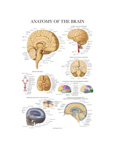Cartel de Anatomía del Cerebro Palace Learning Laminado 68.58x45.72cm