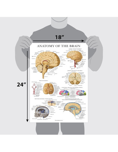 Cartel de Anatomía del Cerebro Palace Learning Laminado 68.58x45.72cm