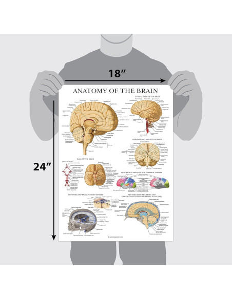 Cartel de Anatomía del Cerebro Palace Learning Laminado 68.58x45.72cm