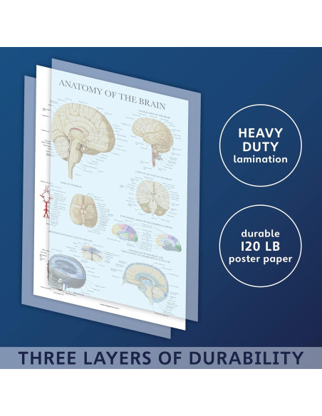 Cartel de Anatomía del Cerebro Palace Learning Laminado 68.58x45.72cm