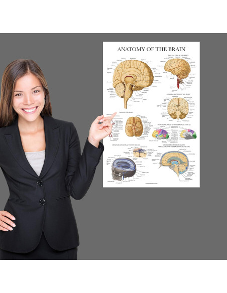 Cartel de Anatomía del Cerebro Palace Learning Laminado 68.58x45.72cm