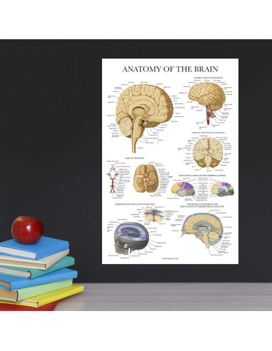 Cartel de Anatomía del Cerebro Palace Learning Laminado 68.58x45.72cm