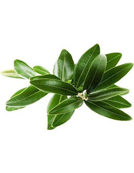 Té de Hoja de Olivo Nature Tea 113.4 g - 100% Natural