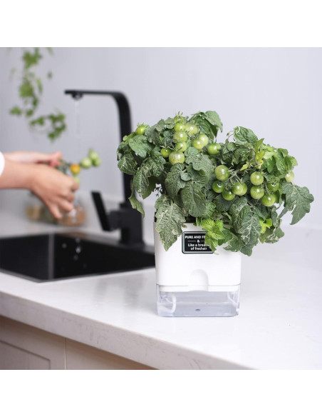 Macetas Autorriego FAMZ 4 Pack Cuadradas Transparentes 10" 7" 5.5" 4.3"