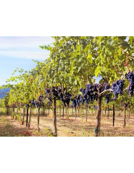 Suero VitaRes con Resveratrol y Extractos de Uva 29.57 ml